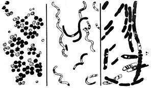 image-bacteries