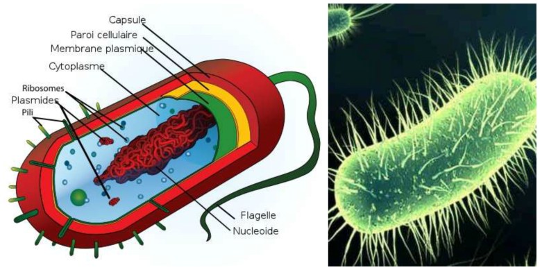 picmonkey-collage-bacteries